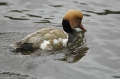 red-crested pochard, pochards-06